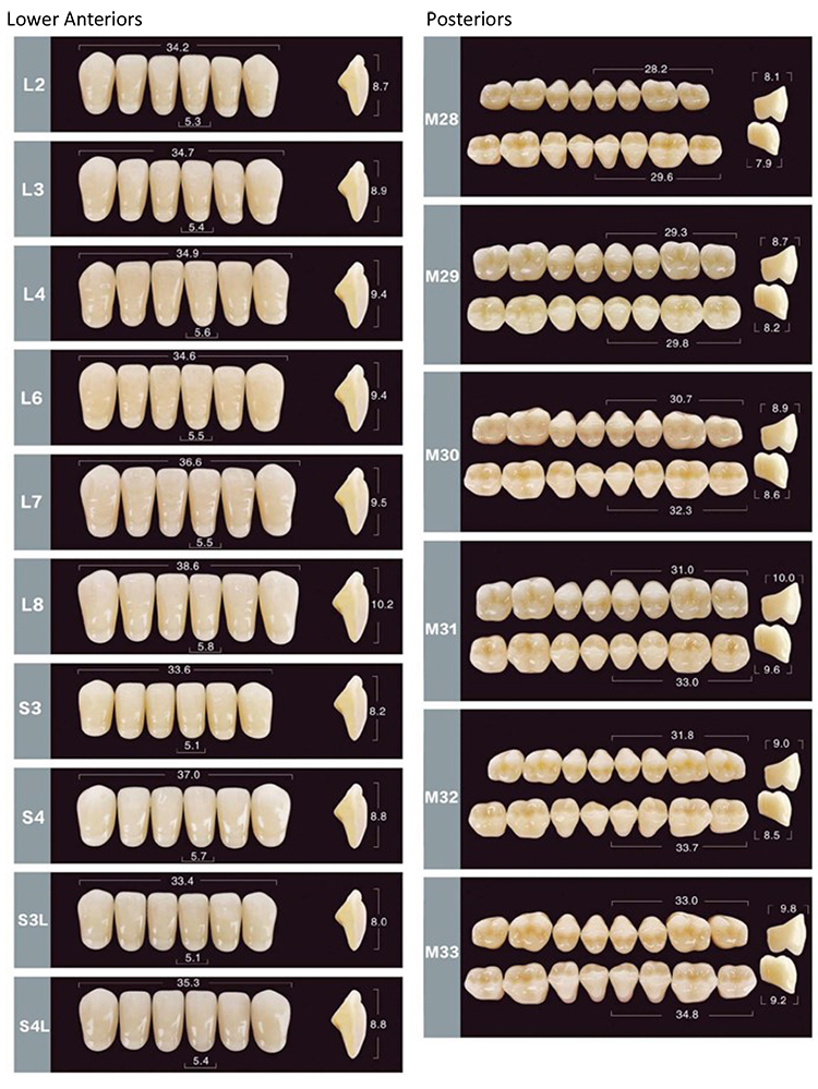 SCE Two layer Synthetic Resin Teeth
